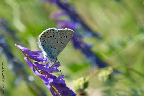 Lycaenidae / Çokgözlü Amanda / Amanda blue / Polyommatus amandus