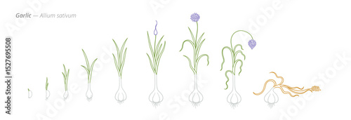 Garlic Growth Stages Vector Illustration - Allium sativum Development Cycle