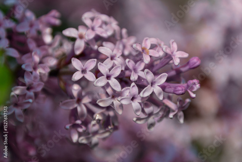 Lilacs in bloom in spring in the Canadian countryside in Quebec