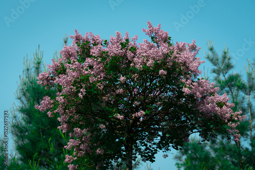 Lilacs in bloom in spring in the Canadian countryside in Quebec
