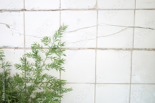 A green plant, like a fern, stands out against a backdrop of cracked white ceramic tiles.