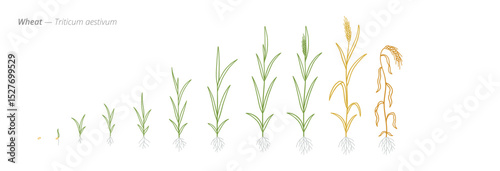 Wheat Growth Stages Accurate Botanical Vector
