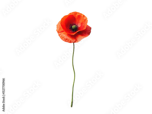 Poppy png poppy flower png red poppy png remembrance flower png blooming poppy png wildflower png transparent background image