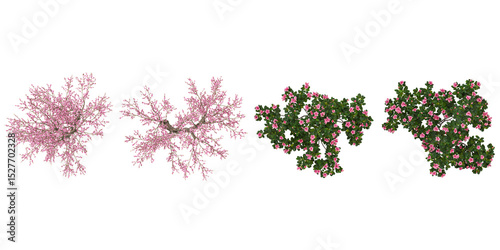 set of Oleander,Cherry blossom trees on transparent background from the top view