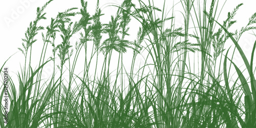 Lush green bamboo stalks and leaves backlit by bright sunlight. Fresh green grass blades against white background. Green grass meadow border vector pattern. Spring summer plant field lawn. 