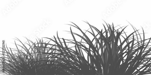 Artistic vector set of elegant black grass . A lush, horizontal nature landscape background with black contours on a white background. Black grass silhouettes isolated on a white background.