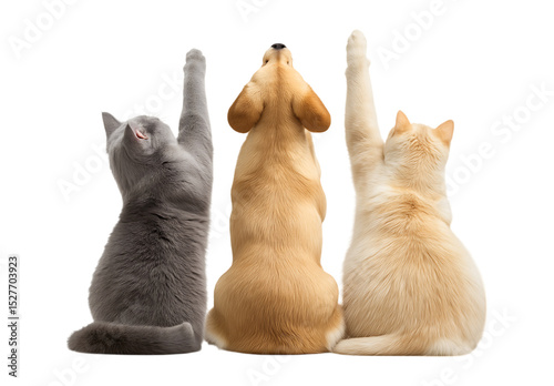 A cute and adorable photo of a dog and cat from behind playing together and raising their hands isolated on a transparent background