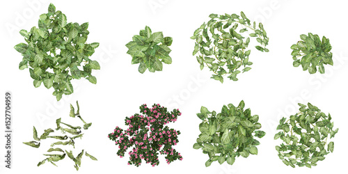 set of Oleander plants,Syngonium,Dracaena on transparent background from the top view