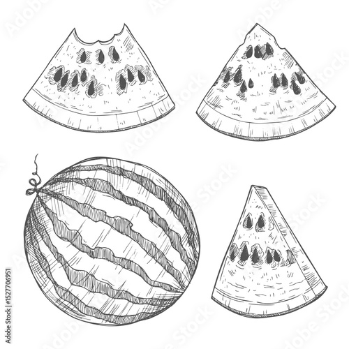 Watermelon vintage vector food sketch drawing