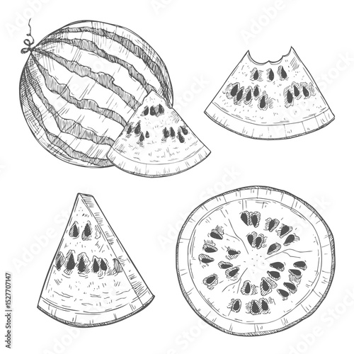 Watermelon vintage vector food sketch drawing