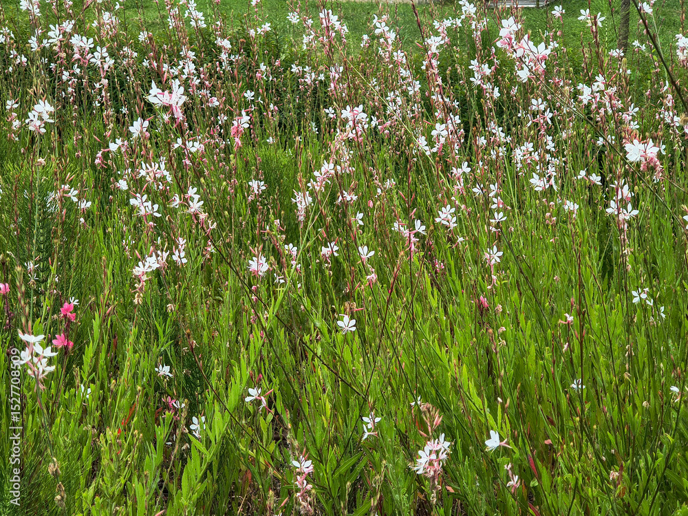 Fototapeta premium Delicate white flowers dance amid vibrant green foliage, evoking feelings of tranquility and natural beauty. Use for backgrounds, gardens, or floral themes.