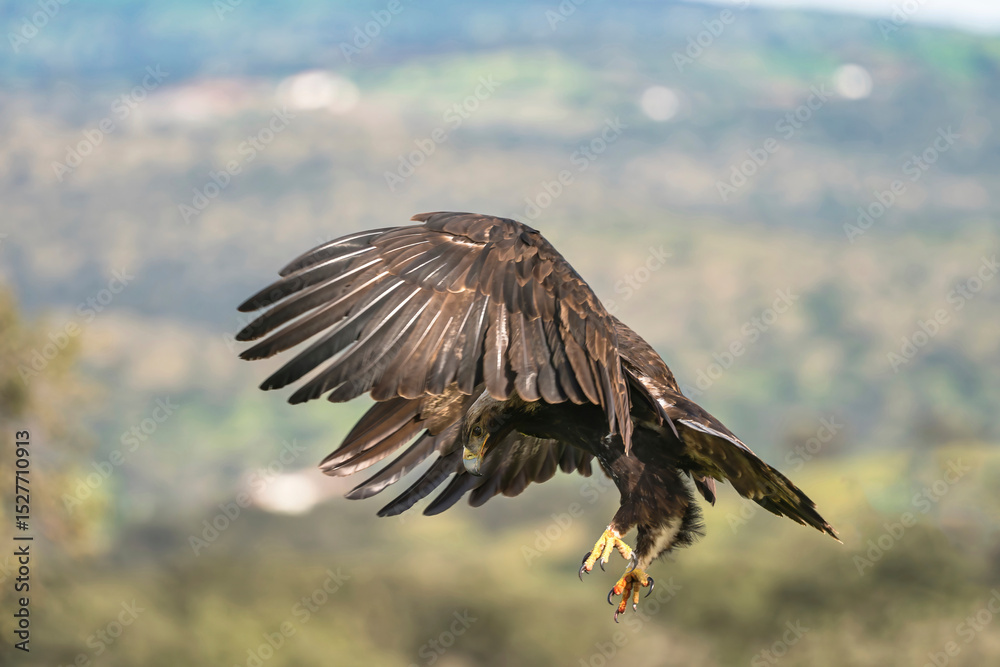 Obraz premium Majestic Eagle in Flight