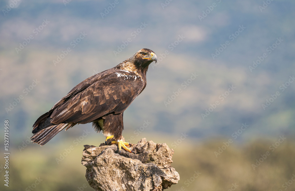 Fototapeta premium Majestic Golden Eagle Perched on Rock