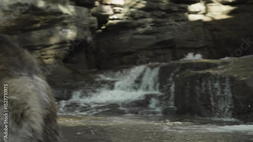 A gray wolf moves low and focused along the edge of a stream, mouth open and body tense, evoking raw instinct and stealth in a natural setting.