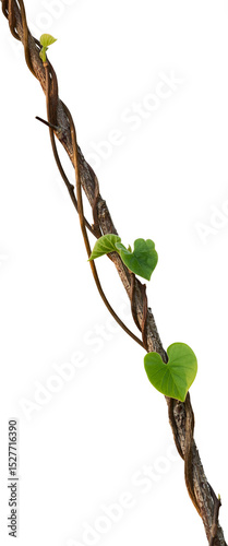 Vine plant, Branch creeper leaf green, Liana tropical nature.