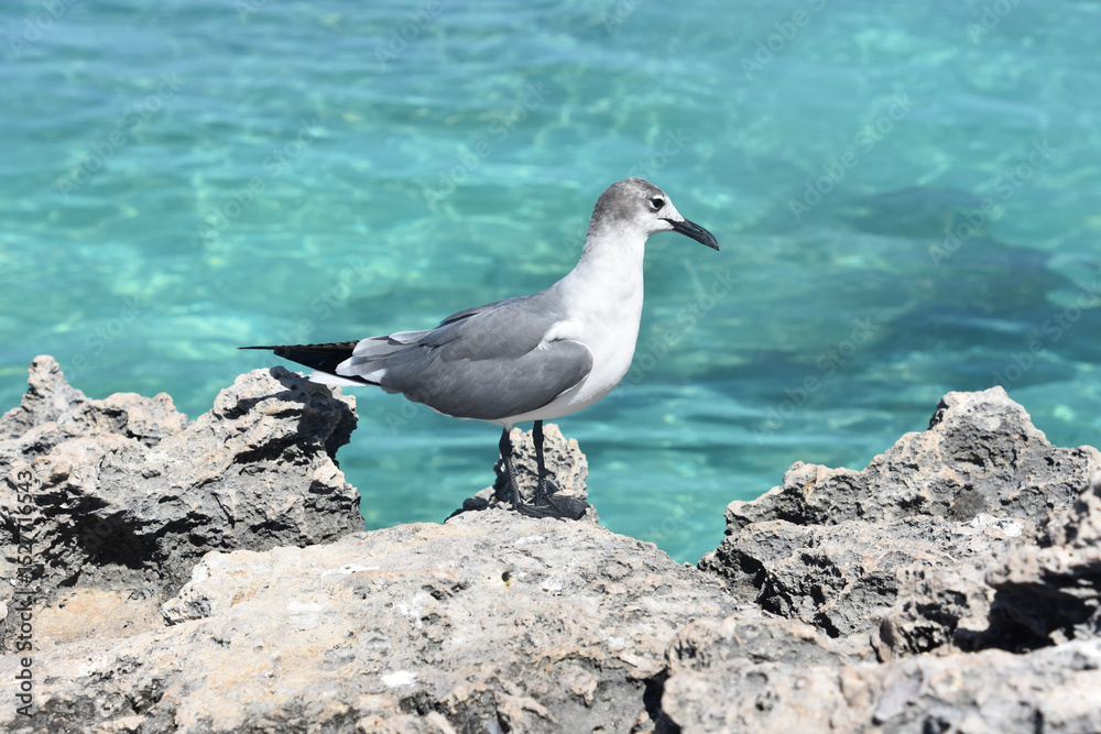 Fototapeta premium Gull Standing on Coral Rock Ledge by the Ocean