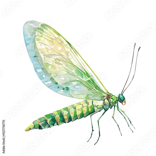 Green Lacewing, watercolor drawing vector, high quality, isolated on a white background.