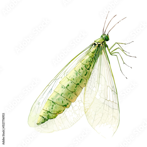watercolor of Green Lacewing, vector high quality, isolated on a white background.