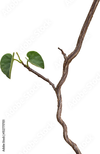 Vine plant, Branch creeper leaf green, Liana tropical nature.