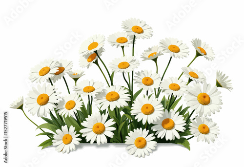 Cluster of white daisies with yellow centers on green stems  