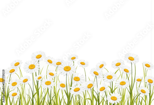 Colorful field of daisies and wildflowers with green leaves  