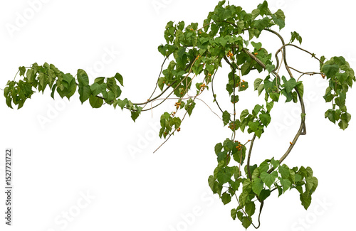 Vine plant, Branch creeper leaf green, Liana tropical nature.