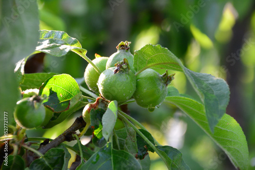 Green apple fruits with raindrops on a tree branch with blurred background