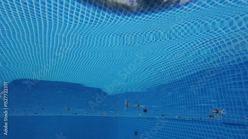 insects swimming in the pool