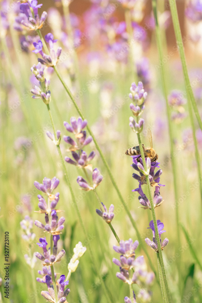Naklejka premium A bee collecting pollen in a lavender field in close-up on a sunny day.