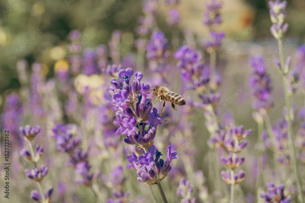 Obraz premium A close-up of a bee in flight over a lavender field