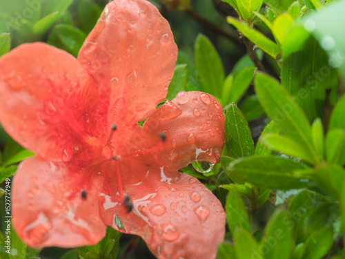 梅雨の季節　ツツジの花に雫がつく08