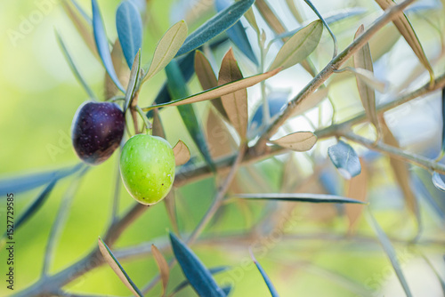 Olive fruits growing on silvery green olive bush in garden (olea europaea var. europaea)