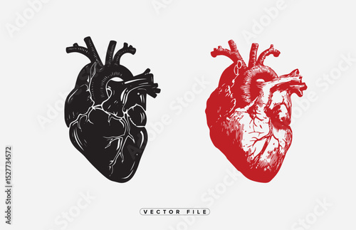 Anatomical Heart Illustration in Black and Red on White Background