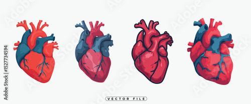 Anatomical Heart Illustrations Set Vector Graphics for Medical Science and Education