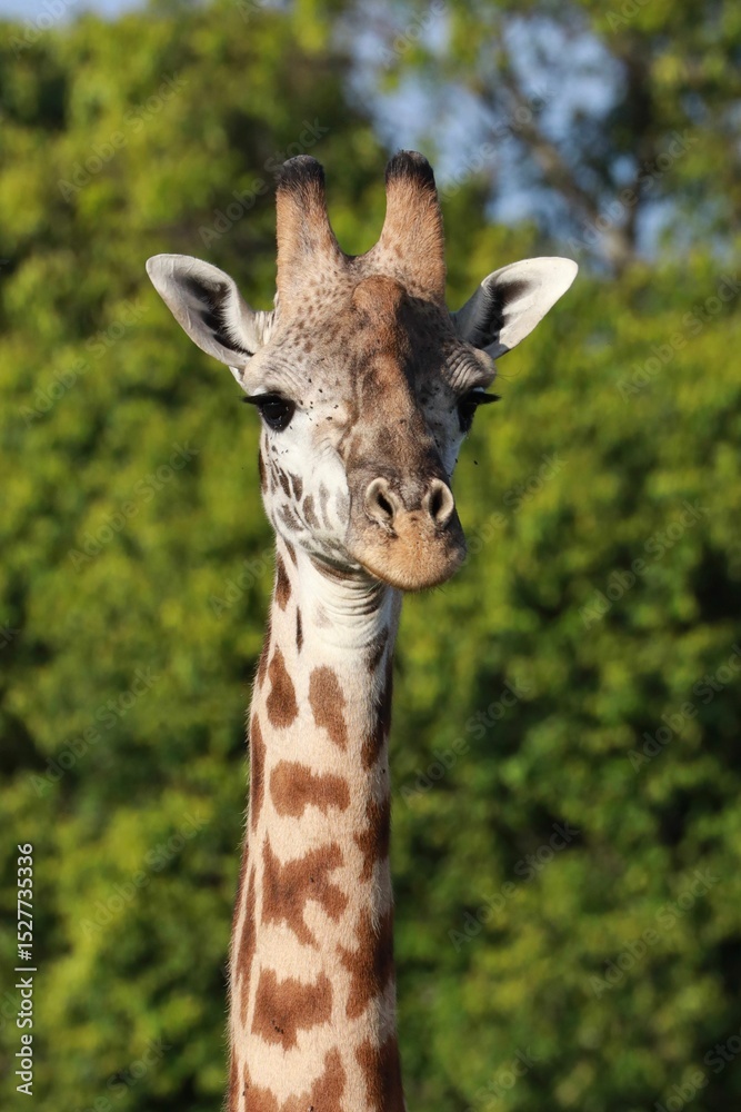 Fototapeta premium Close-up of a giraffe with green foliage backdrop.