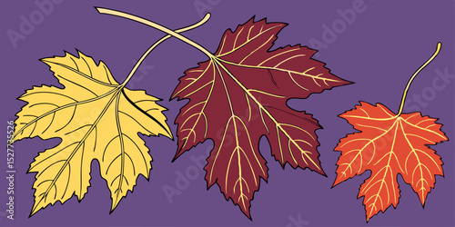  Set of different color's autumn vine leaves isolated on purple background vector illustration
