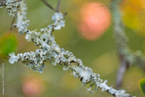 Lichen air plants growing on crepe myrtle twigs on early autumn day