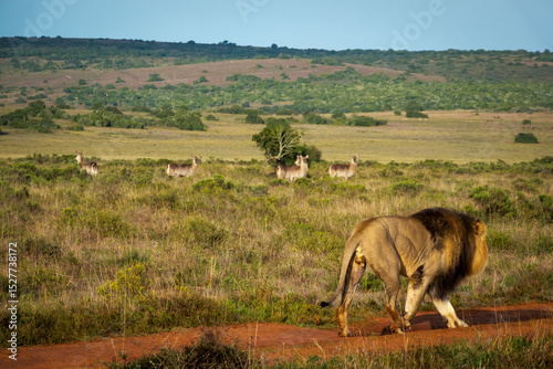 Lion (Panthera leo) walking past a small herd of alert waterbuck in natural bushveld near Gqeberha, Eastern Cape, South Africa. Ideal for wildlife, predator-prey, or African safari-themed projects.