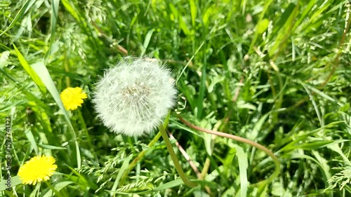 White dandelions with seeds swaying in the wind on the background of green grass, focus shifting