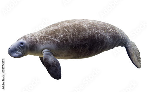 Large gray sea lion is swimming in the ocean