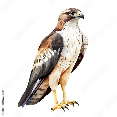 Hawk, watercolor clipart vector, high quality, isolated on a white background.