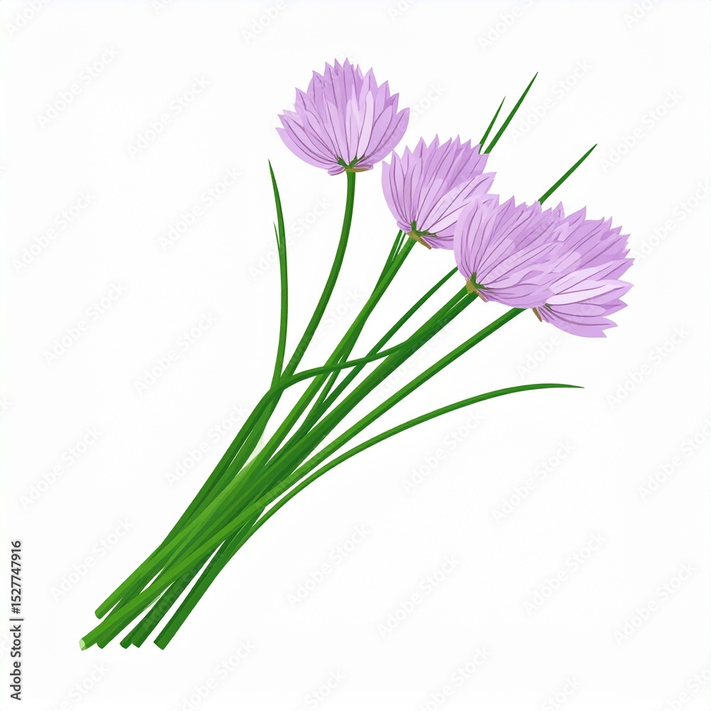 Fototapeta premium chives as a vector file isolated on white - clip art