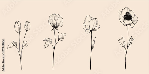 Four delicate floral line drawings