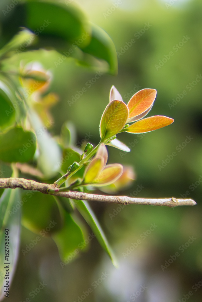 Obraz premium Branch of a tree