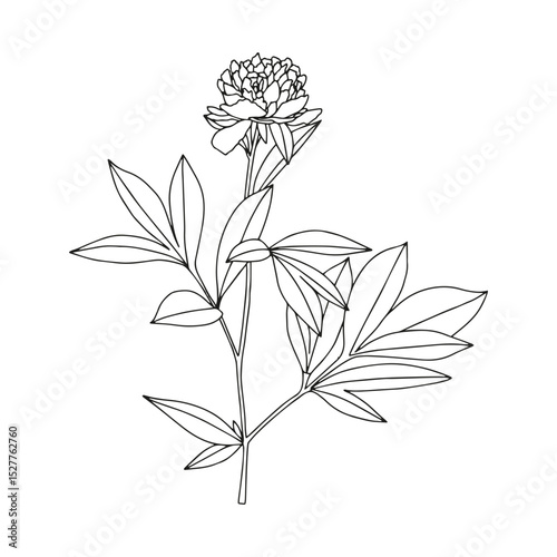 Peony branch with leaves. Coloring page for adults and children.