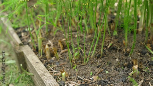 Harvesting asparagus in the garden, close up