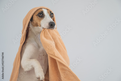 Jack Russell Terrier dog in a towel on a white background. 