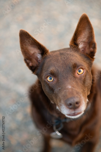 red kelpie dog with classic pointed ears