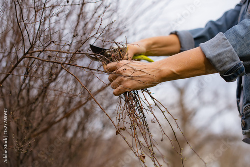 woman gardener cutting leafless bushes using hand pruners in garden