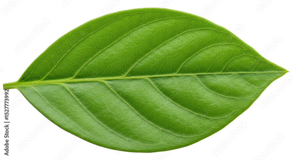 Obraz premium Isolated leaf